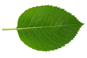 leaf dicot — PSLE Science Systems reference diagram